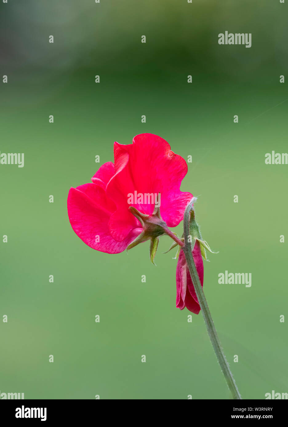 Beautiful cerise coloured Sweet Pea flower isolated against a plain green background Stock Photo