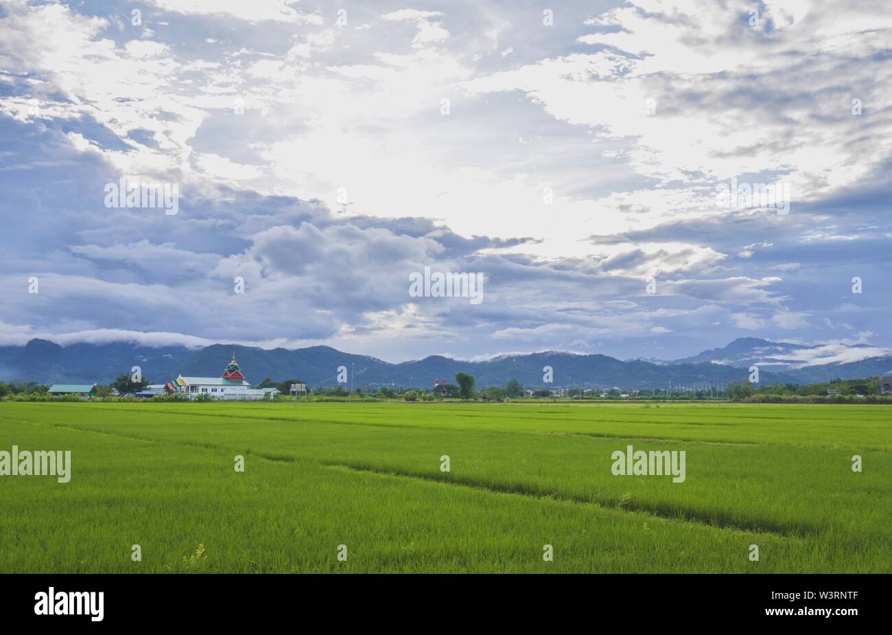 Rice field with beautiful blue sky Stock Photo - Alamy