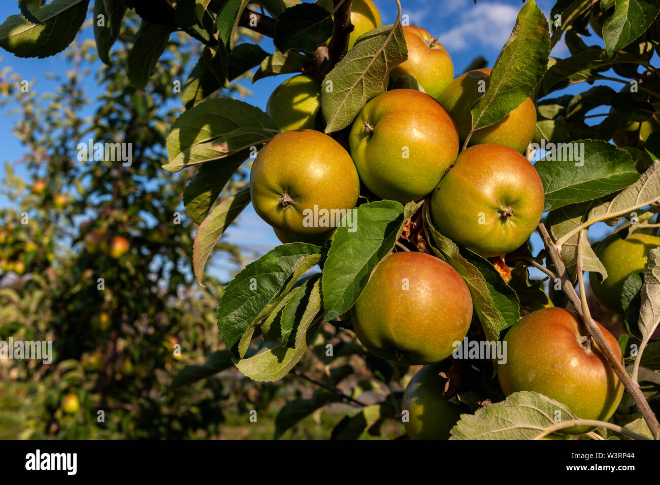 Ripe apples are hanging on the apple tree branch Stock Photo - Alamy