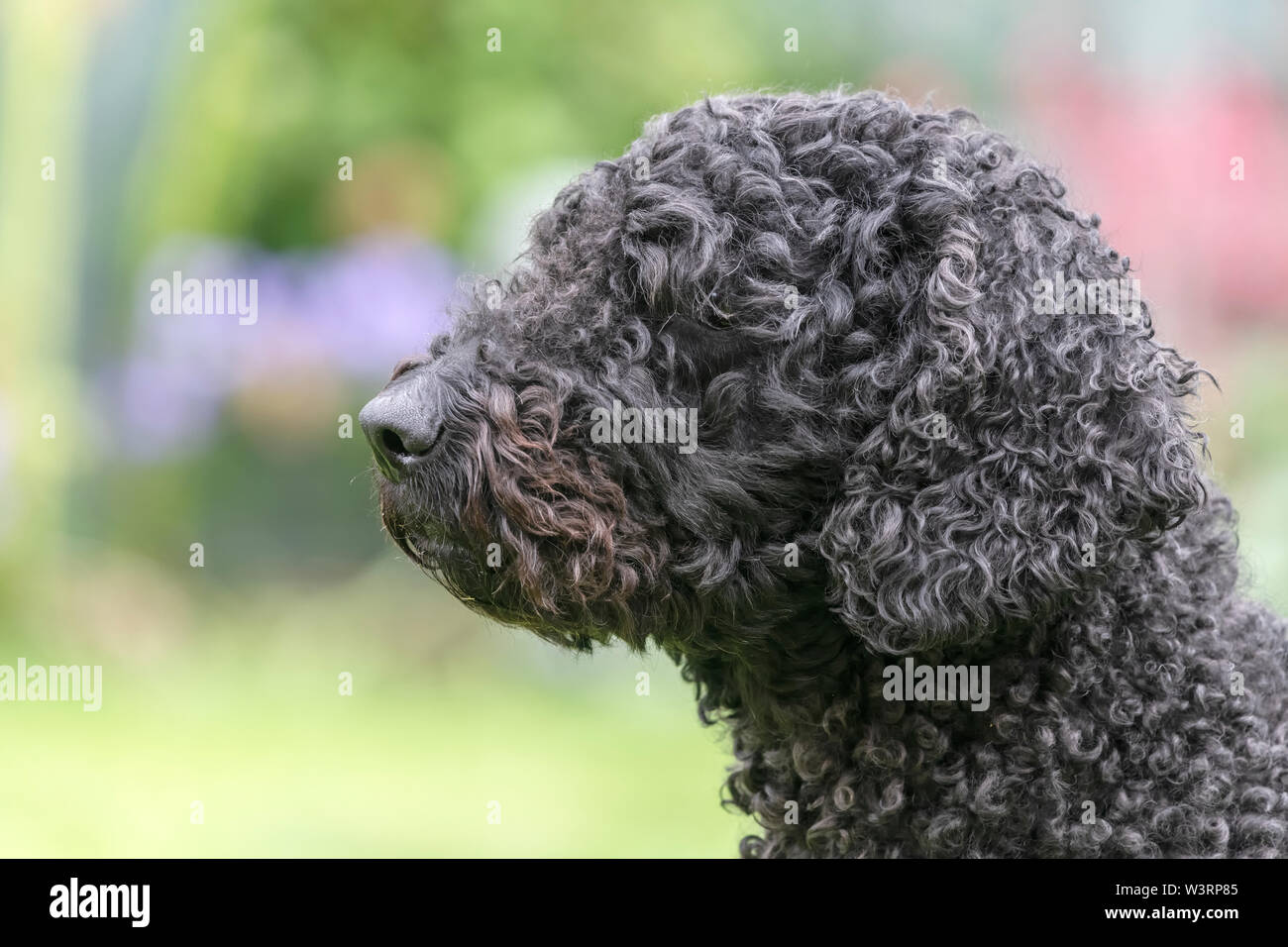 Hypoallergenic Pet Stock Photos Hypoallergenic Pet Stock Images