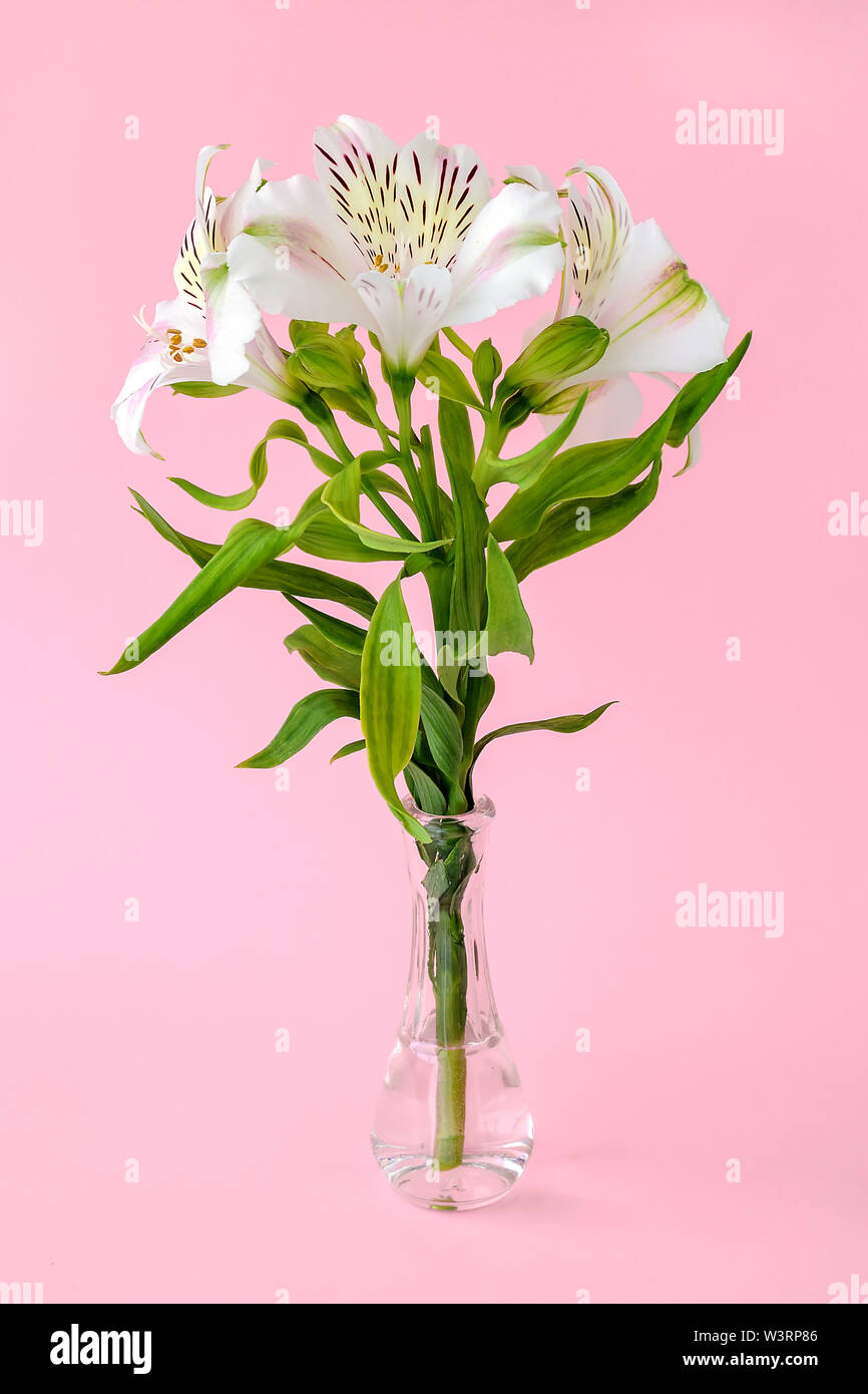 White flowers of alstroemeria, commonly called the Peruvian lily or lily of the Incas in a small transparent glass vase on a pastel pink background. Stock Photo