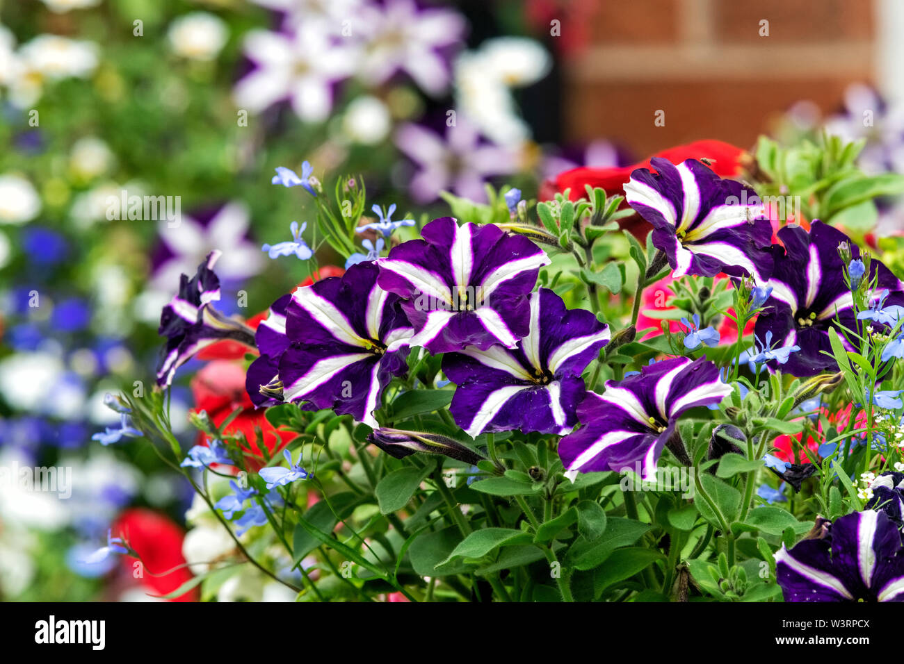 Beautiful bedding plants including Petunias and Lobelia, growing in an urban garden Stock Photo
