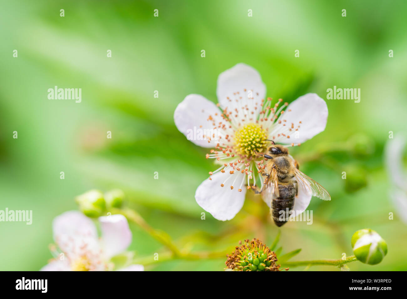 flowers, bees and many other small creatures Stock Photo