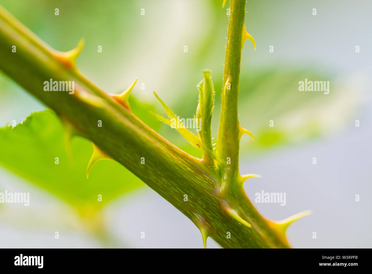 Leaves with nature and flowers hi-res stock photography and images - Alamy