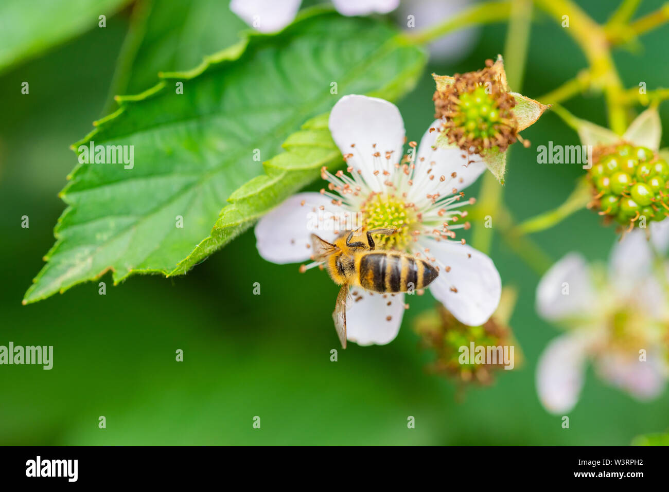 flowers, bees and many other small creatures Stock Photo