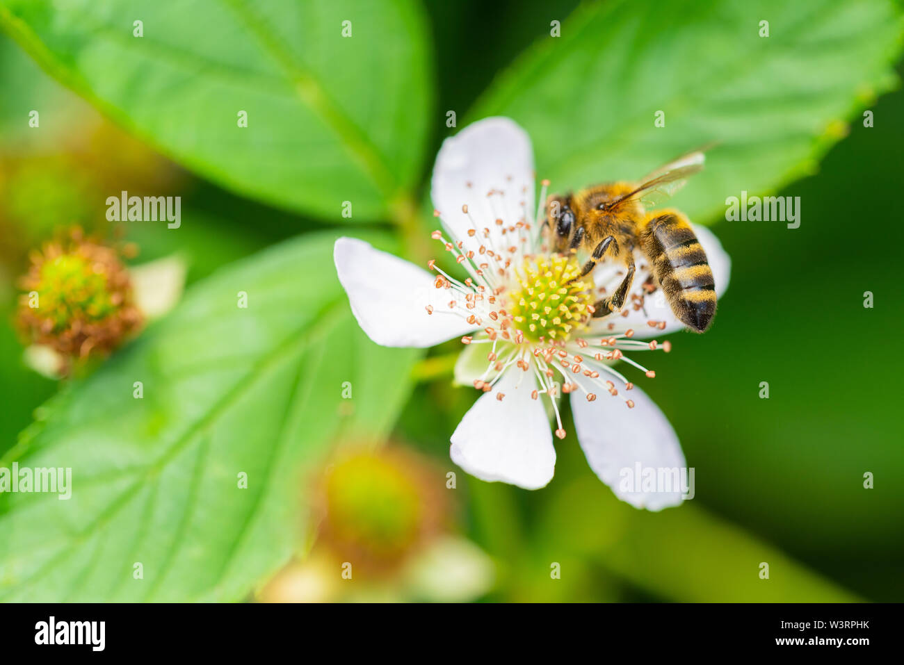 flowers, bees and many other small creatures Stock Photo