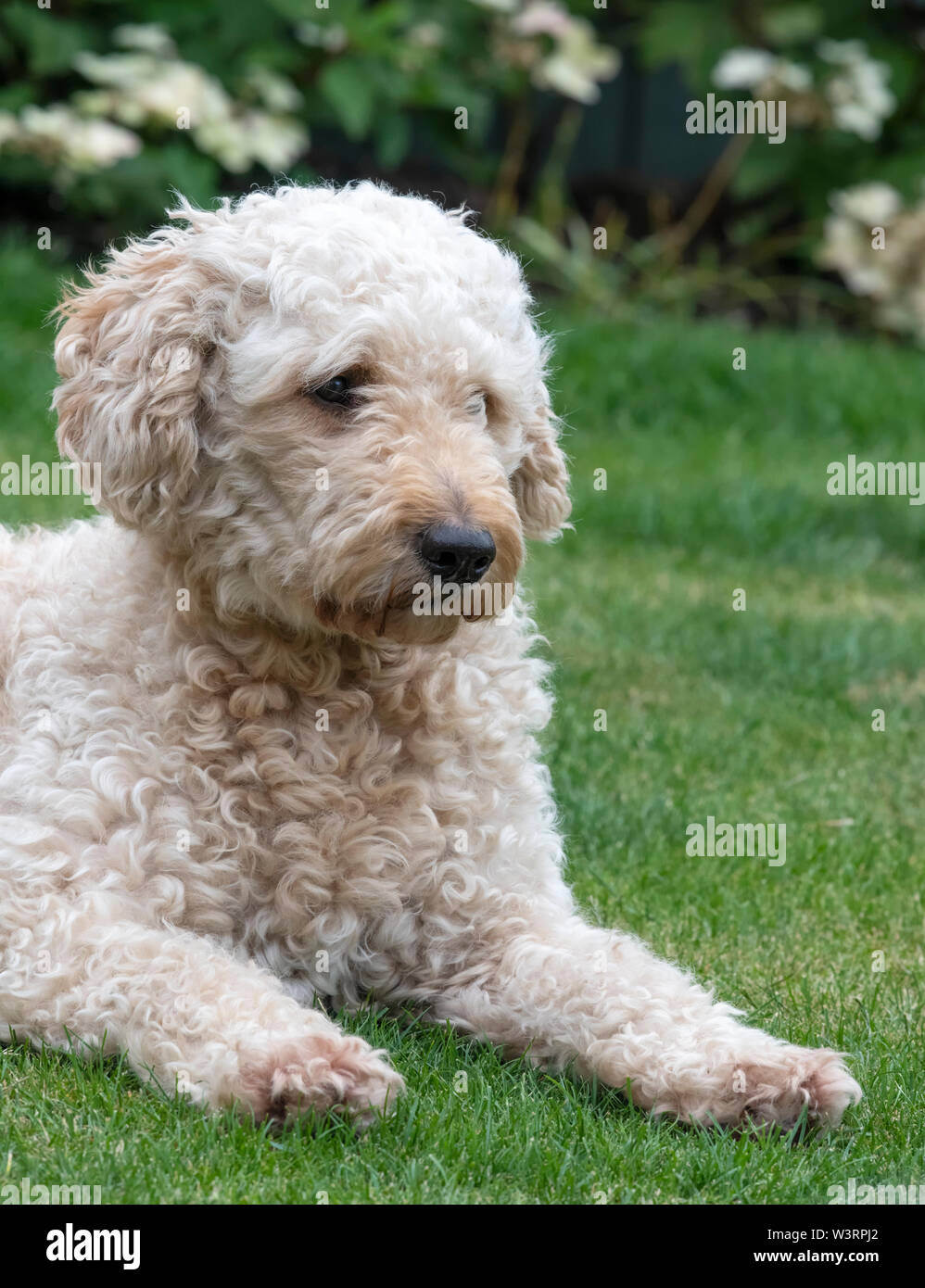 Portrait of a beautiful Apricot coloured Labradoodle dog lying on a lawn Stock Photo