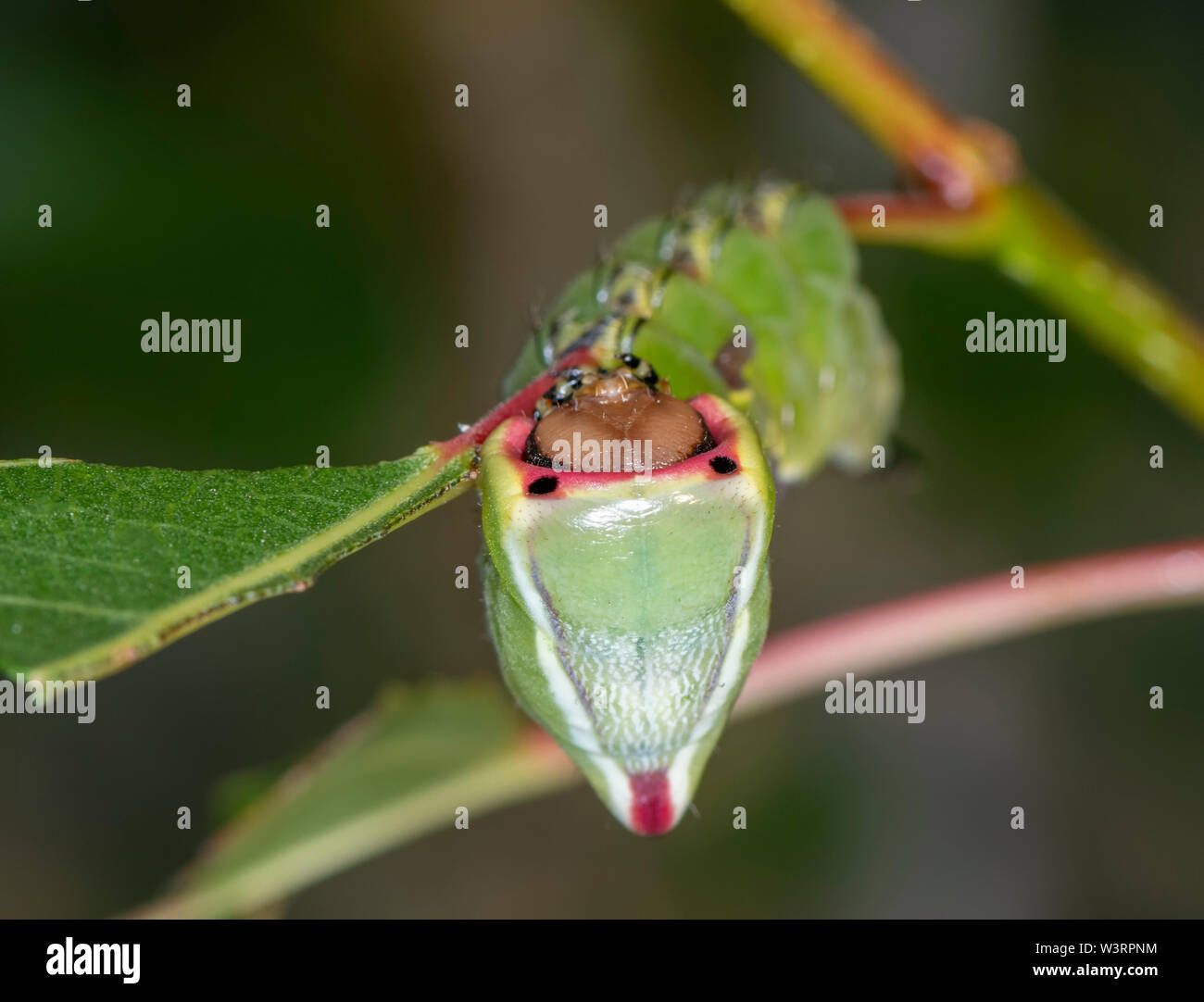 Caterpillar of the Puss Moth (Cerura vinula) adopts its defence posture in response to a perceived threat Stock Photo