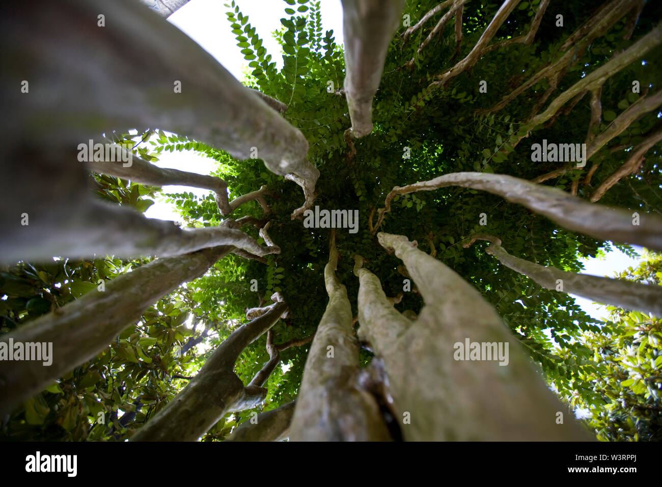 Horizontal picture beautiful tree hi-res stock photography and images ...