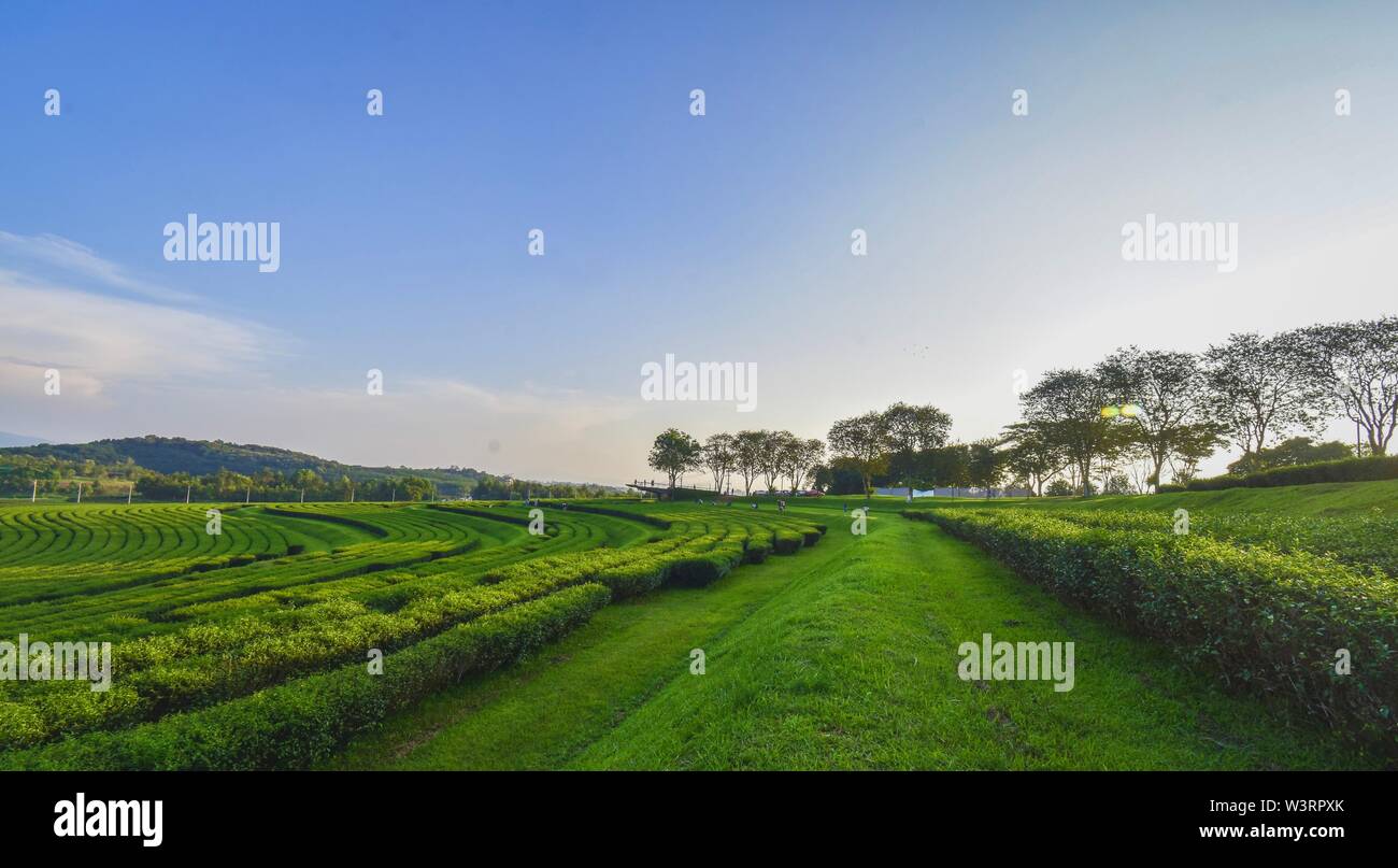 Beautiful scenery of tea plantations Tourist attractions in Chiang Rai in Thailand Stock Photo