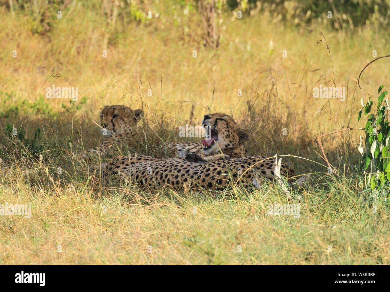Cheetah, Acinonyx jubatus, yawn yawning mouth open wide teeth tongue. Masai Mara National Reserve. Resting in shade under tree, camouflaged in grass Stock Photo