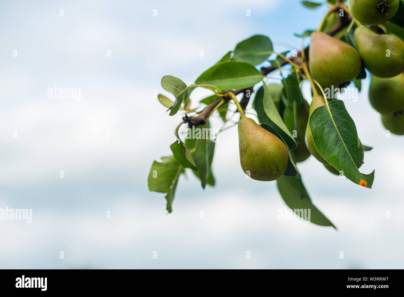 Mature fruit pear tree hi-res stock photography and images - Alamy
