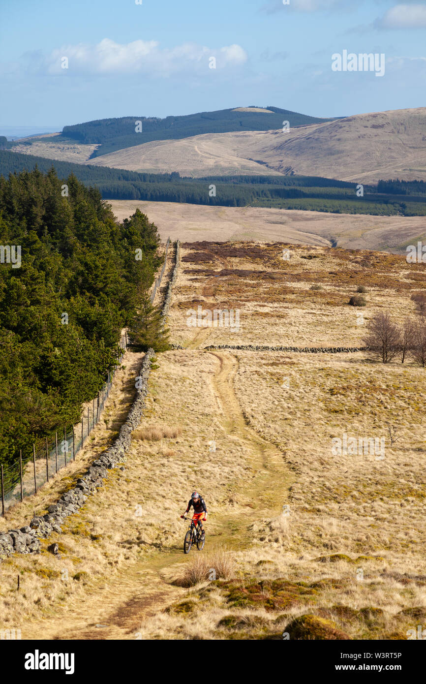 A mountain biker on a grassy track in the Ochil Hills heading up to Innerdownie Hill, Scotland Stock Photo