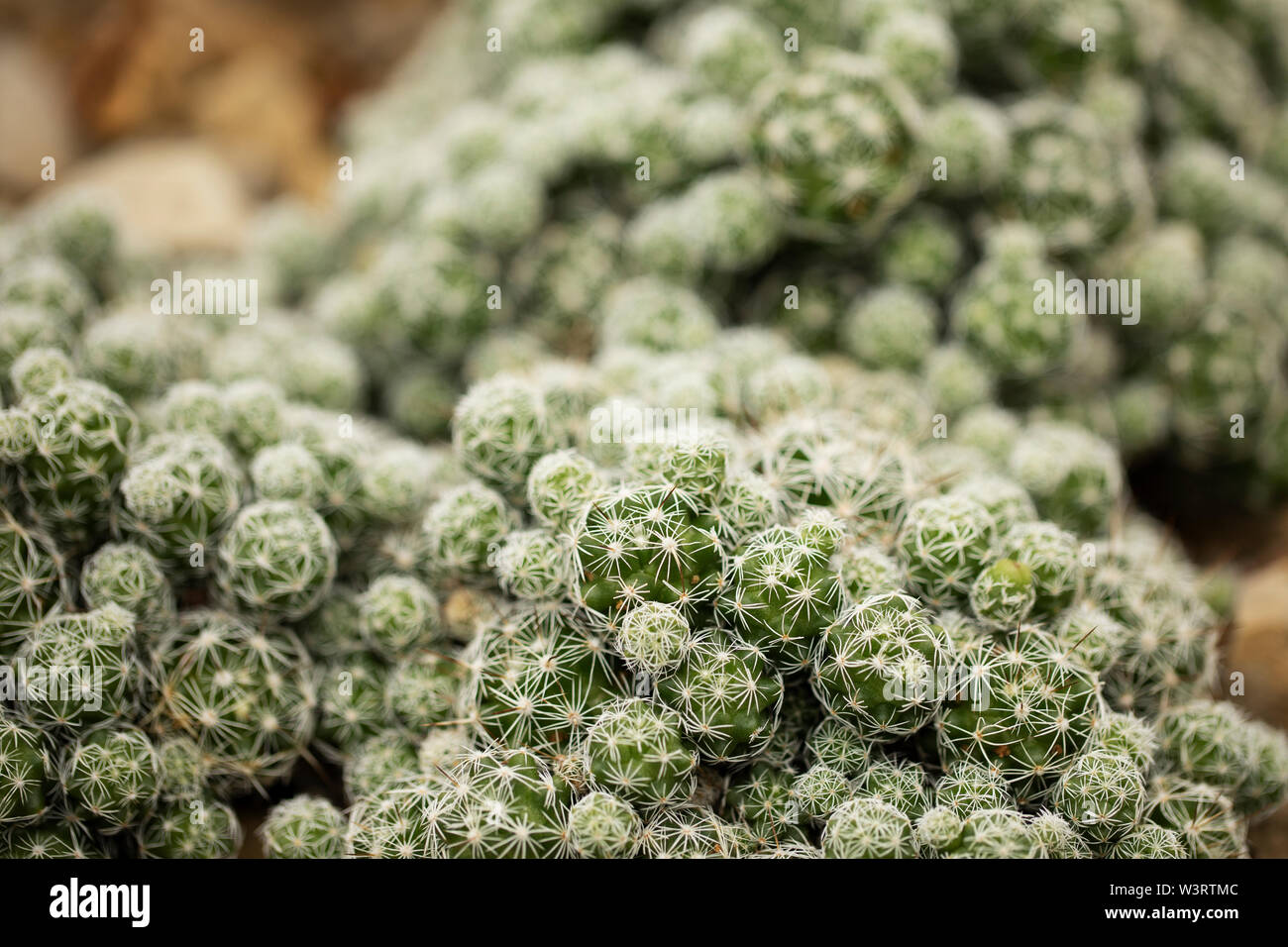 Mammillaria gracilis, known as thimble cactus or thimble mammillaria, a cactus native to Mexico. Stock Photo