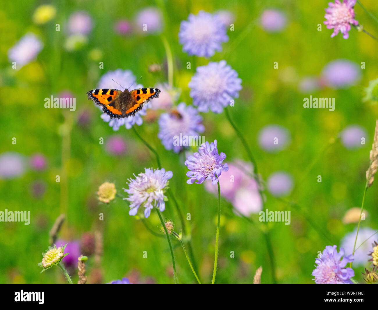 Small Tortoiseshell Butterfly feeding on Wild flowers in hay meadow Wensum Valley Norfolk Stock Photo