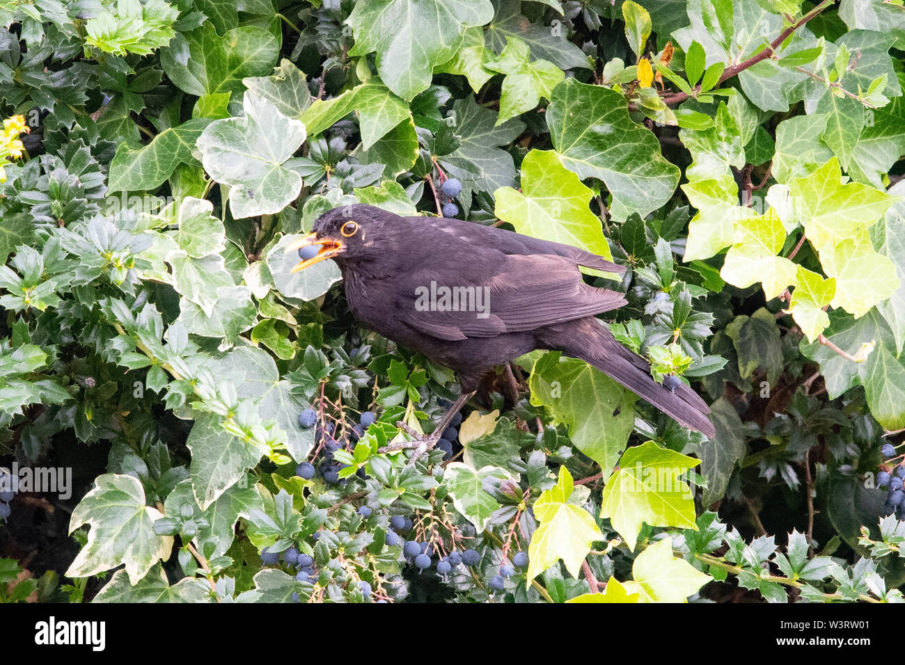 Barnburgh, Doncaster, South Yorkshire, England, UK - 17 July 2019: one, two, and then three berries lined up in a blackbird's beak.  A male blackbird expertly collects a beakful of Berberis Darwinii berries from a hedge in a Barnburgh garden in South Yorkshire Credit: Kay Roxby/Alamy Live News Stock Photo