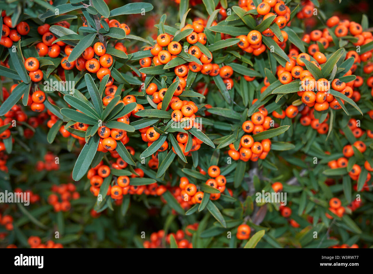 Pyracantha angustifolia shrub with orange fruit Stock Photo