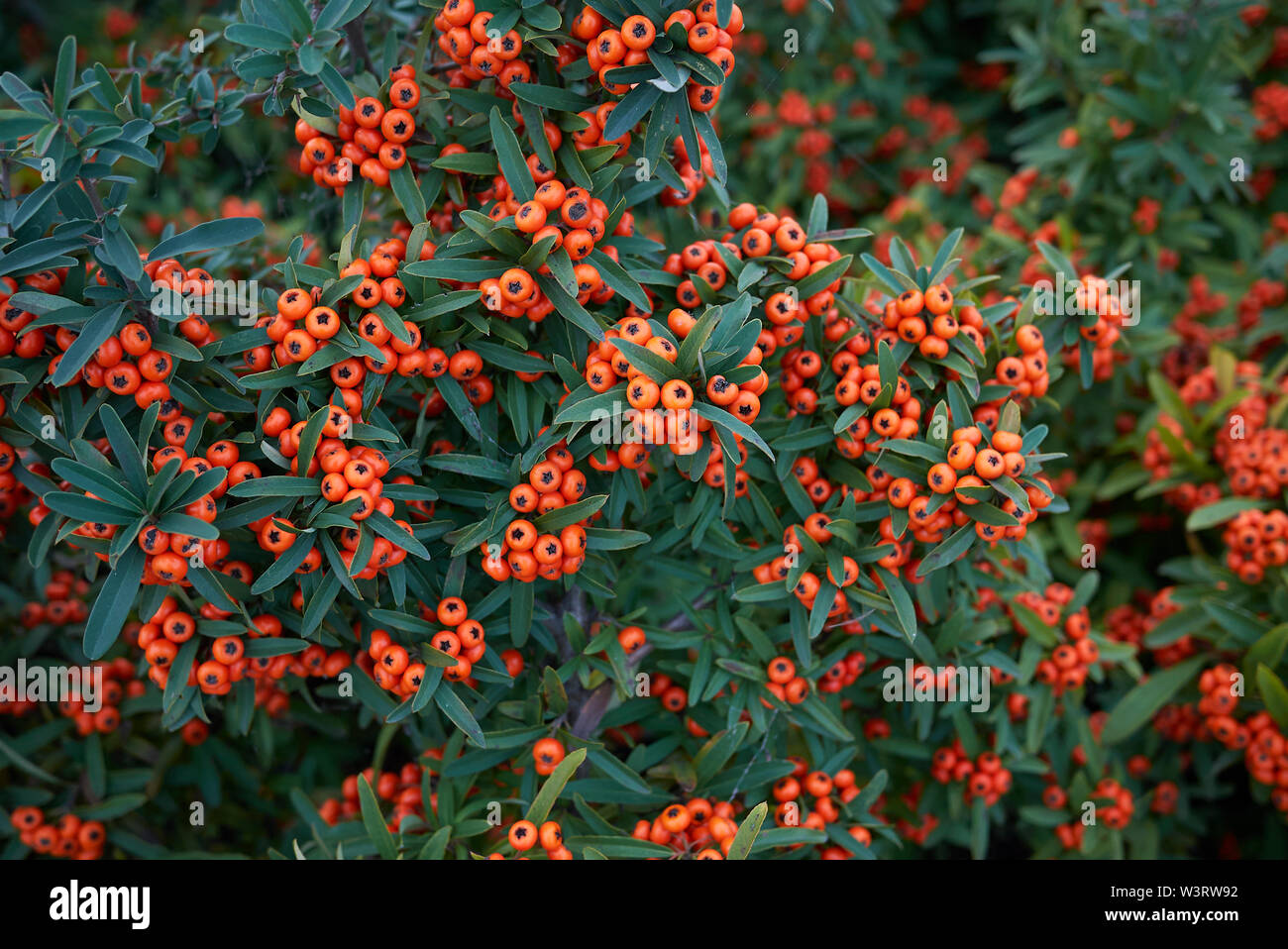 Pyracantha angustifolia shrub with orange fruit Stock Photo
