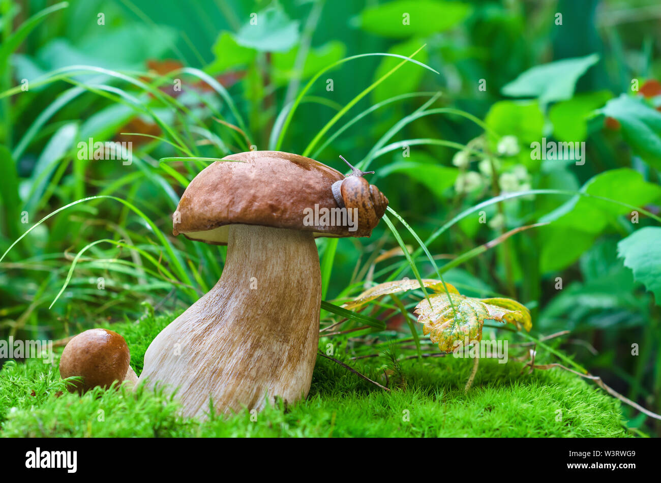 Edible mushrooms in the forest on a green background, white mushroom and snail Stock Photo