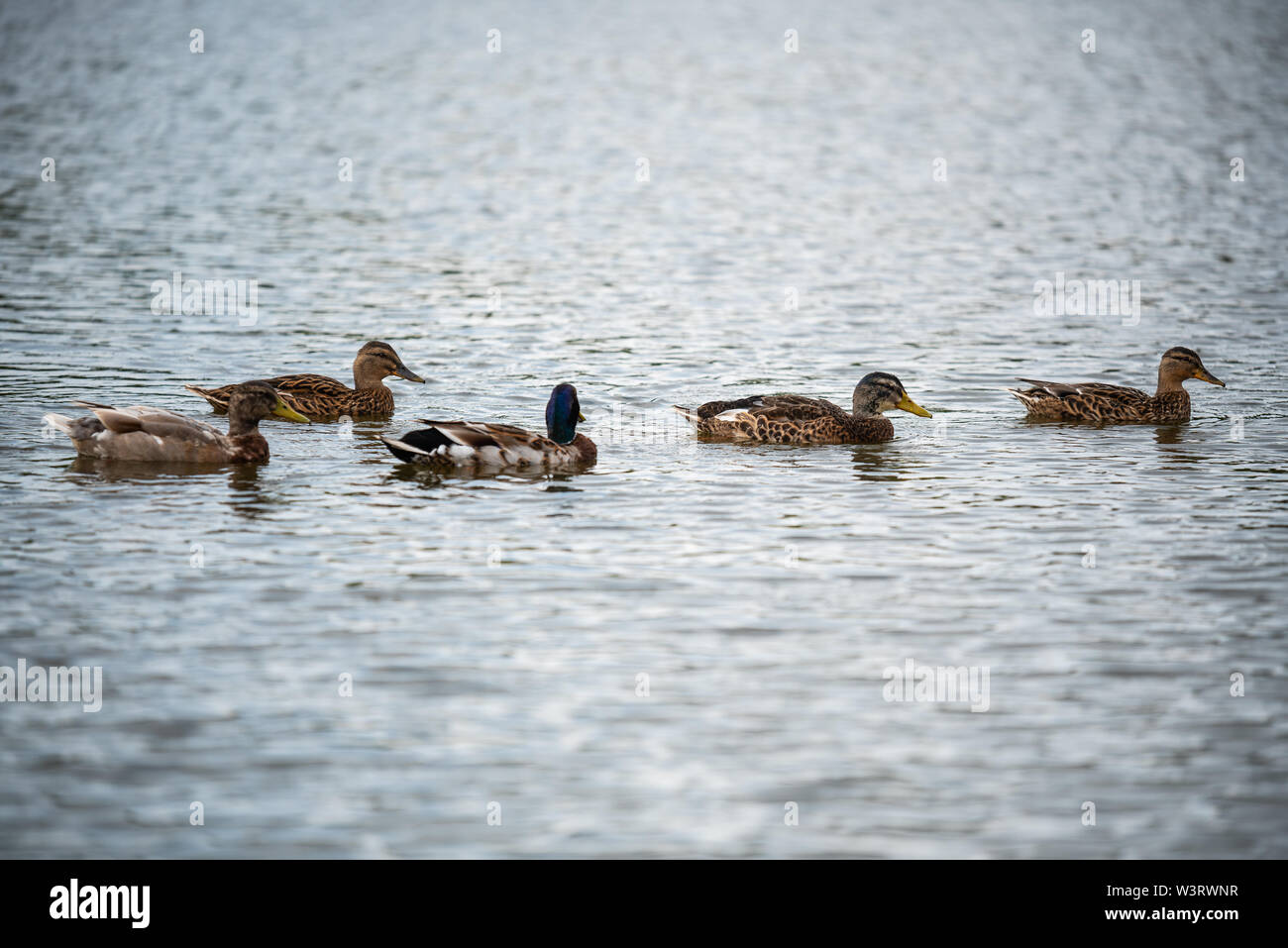 Duck family is swimming on a small pond Stock Photo