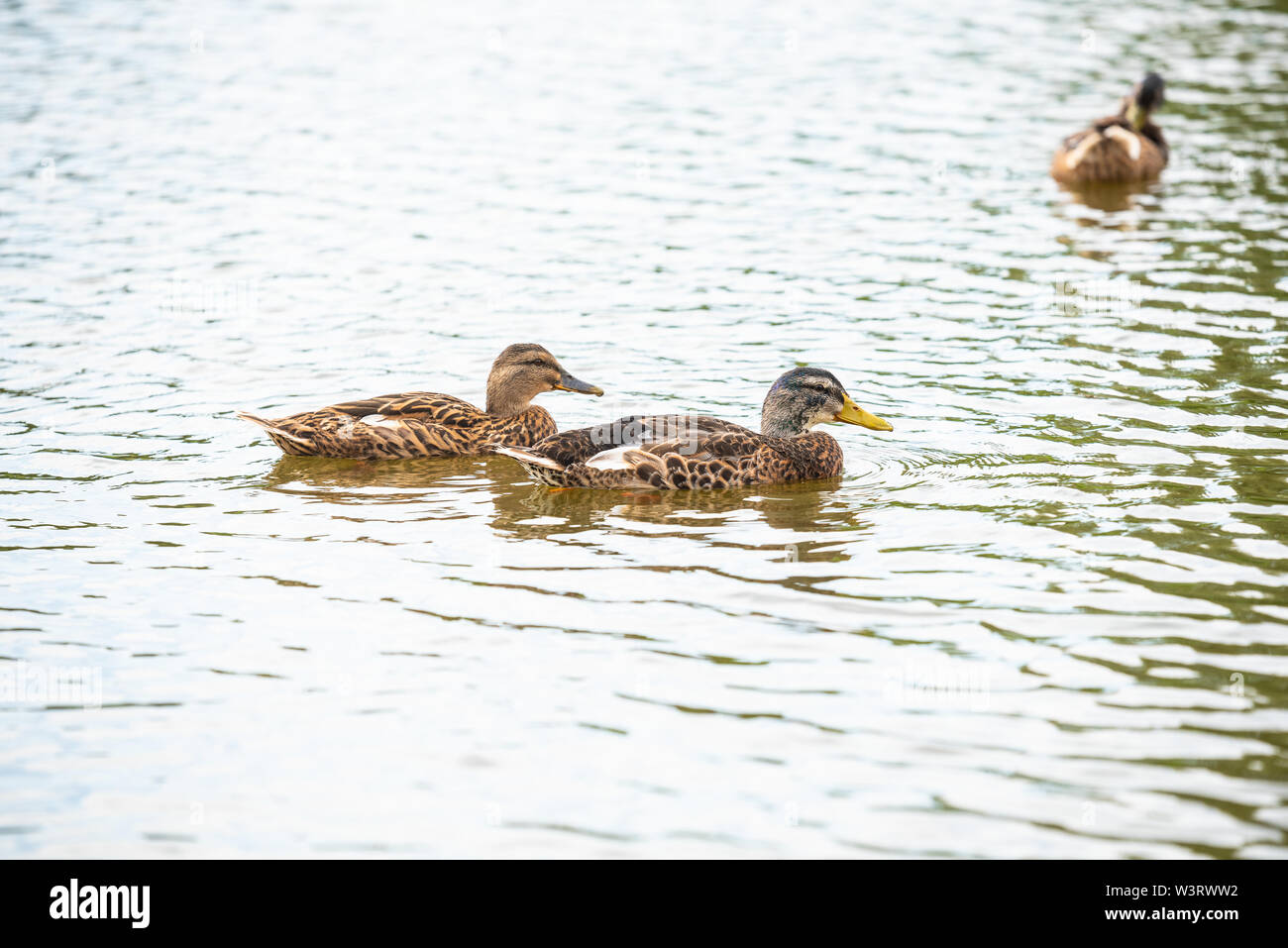 Duck family is swimming on a small pond Stock Photo