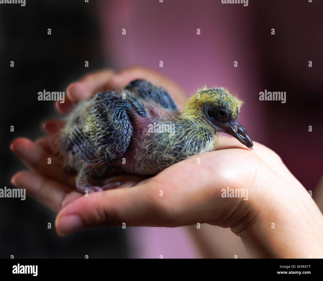Baby Pigeon High Resolution Stock Photography And Images Alamy