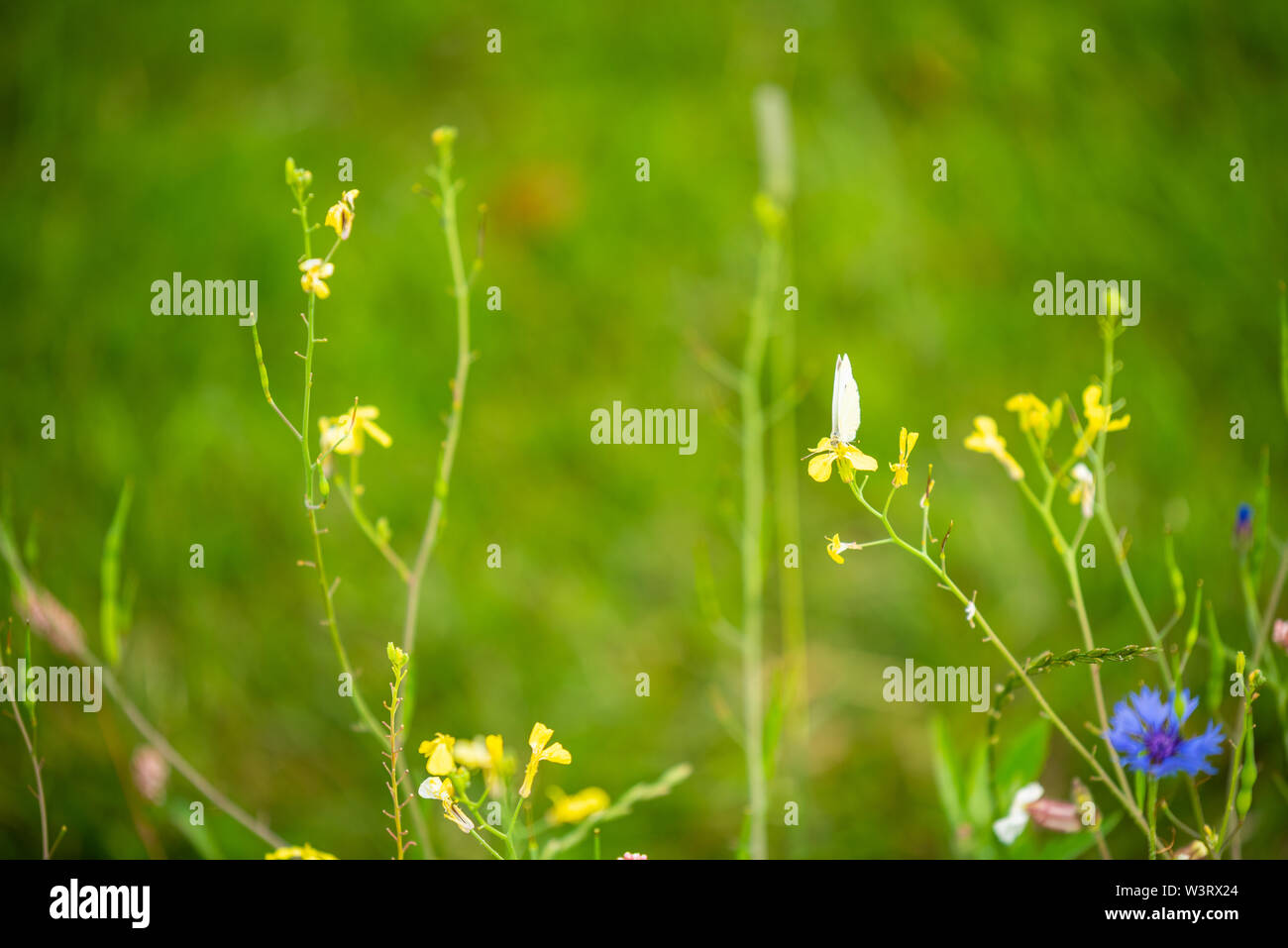 Focus on flowers and plants with beautiful colors Stock Photo - Alamy