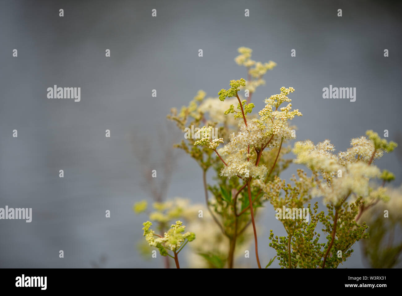Focus on flowers hi-res stock photography and images - Alamy