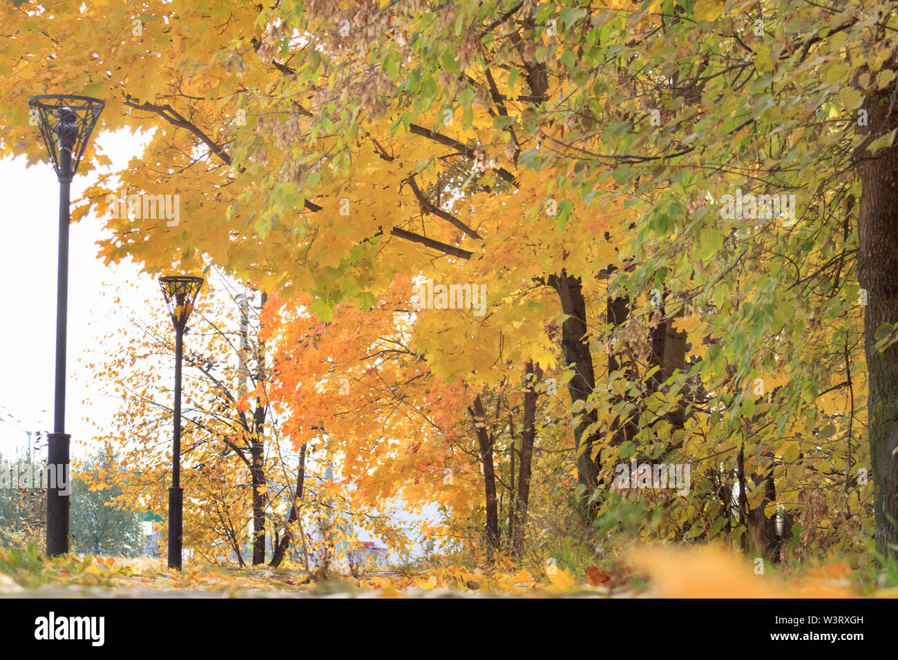 Beautiful yellow trees are standing in the autumn park. Falling autumn ...