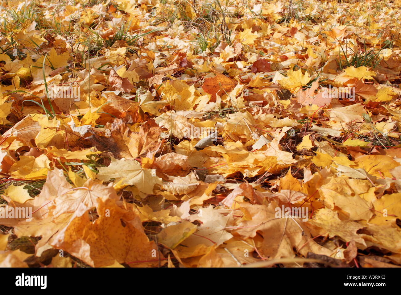 Yellow and orange maple leaves are lying on grass in the autumn park ...
