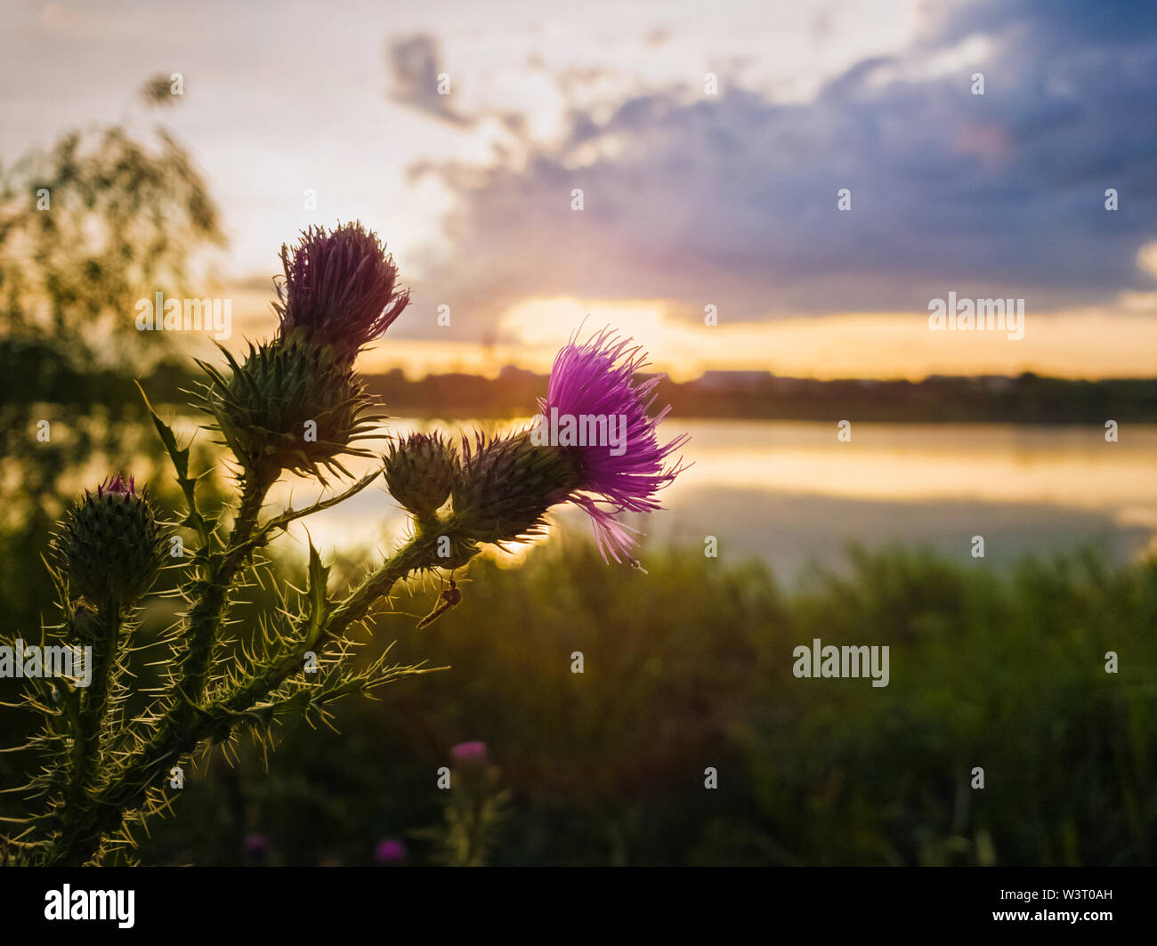 Closeup spear thistle purple flower over sunset sky and lake background. Cirsium vulgare, plant with spine and needles tipped winged stems and leaves, Stock Photo