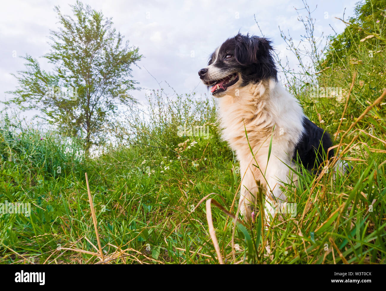 Happy border collie dog seated on the grass in the middle of the nature looking around enjoying the silence of a sunny day. Stock Photo