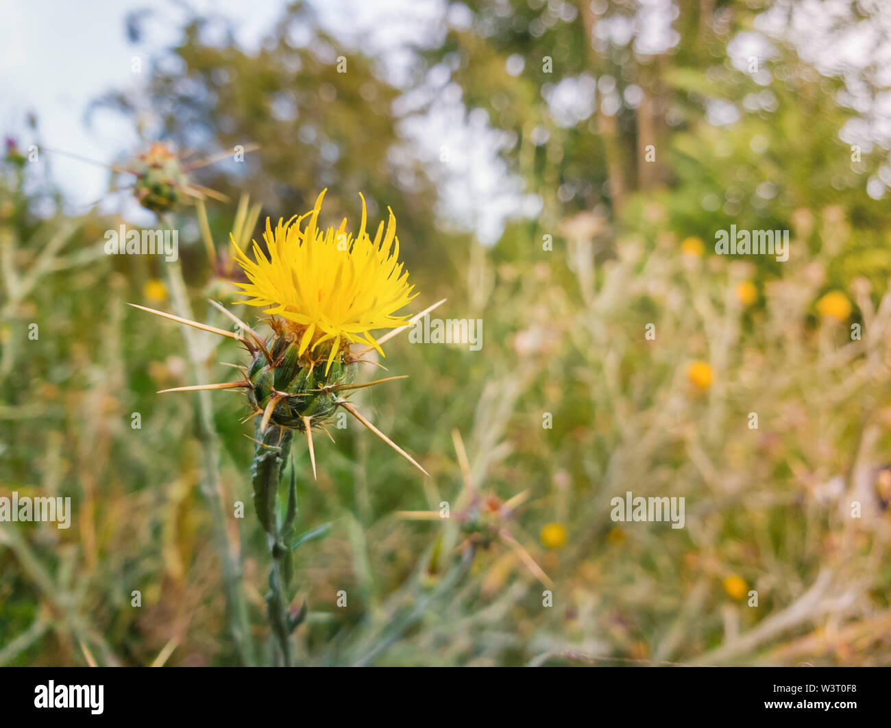 Close up of yellow starthistle spiny bushes growing on a wild steppe field. Centaurea solstitialis invasive plant with flowers and thorns. Stock Photo