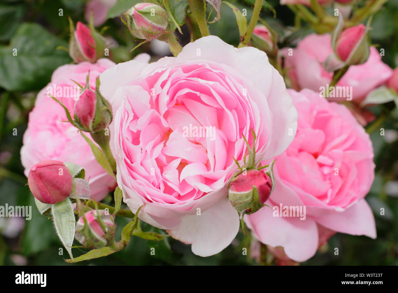 Rosa 'Sceptr'd Isle', a highly fragrant English shrub rose bred by David Austin. Also called 'Ausland' Stock Photo