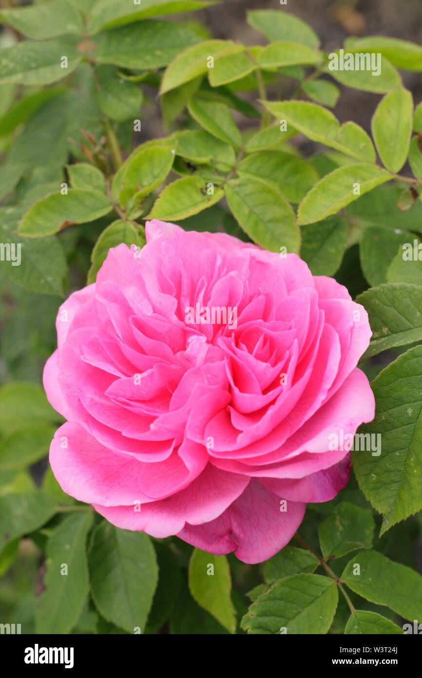 Rosa 'Gertrude Jekyll' English shrub rose flowering in June. David Austin rose. Also called 'Ausbord'. AGM Stock Photo