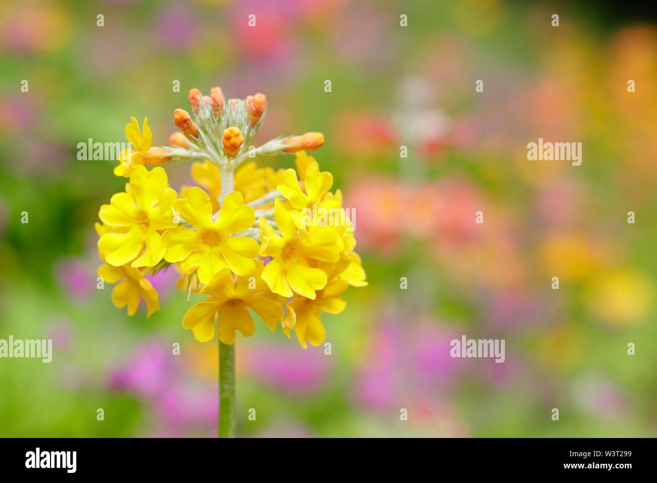 Candelabra Primulas Primula High Resolution Stock Photography and