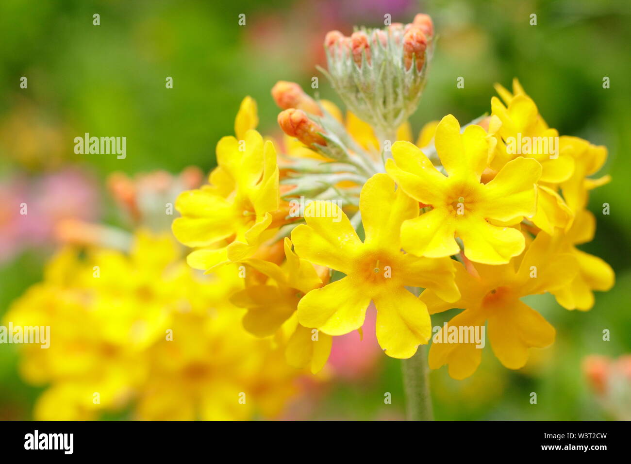 Candelabra primulas. Candelablra primroses flowering in a water garden - June. UK Stock Photo