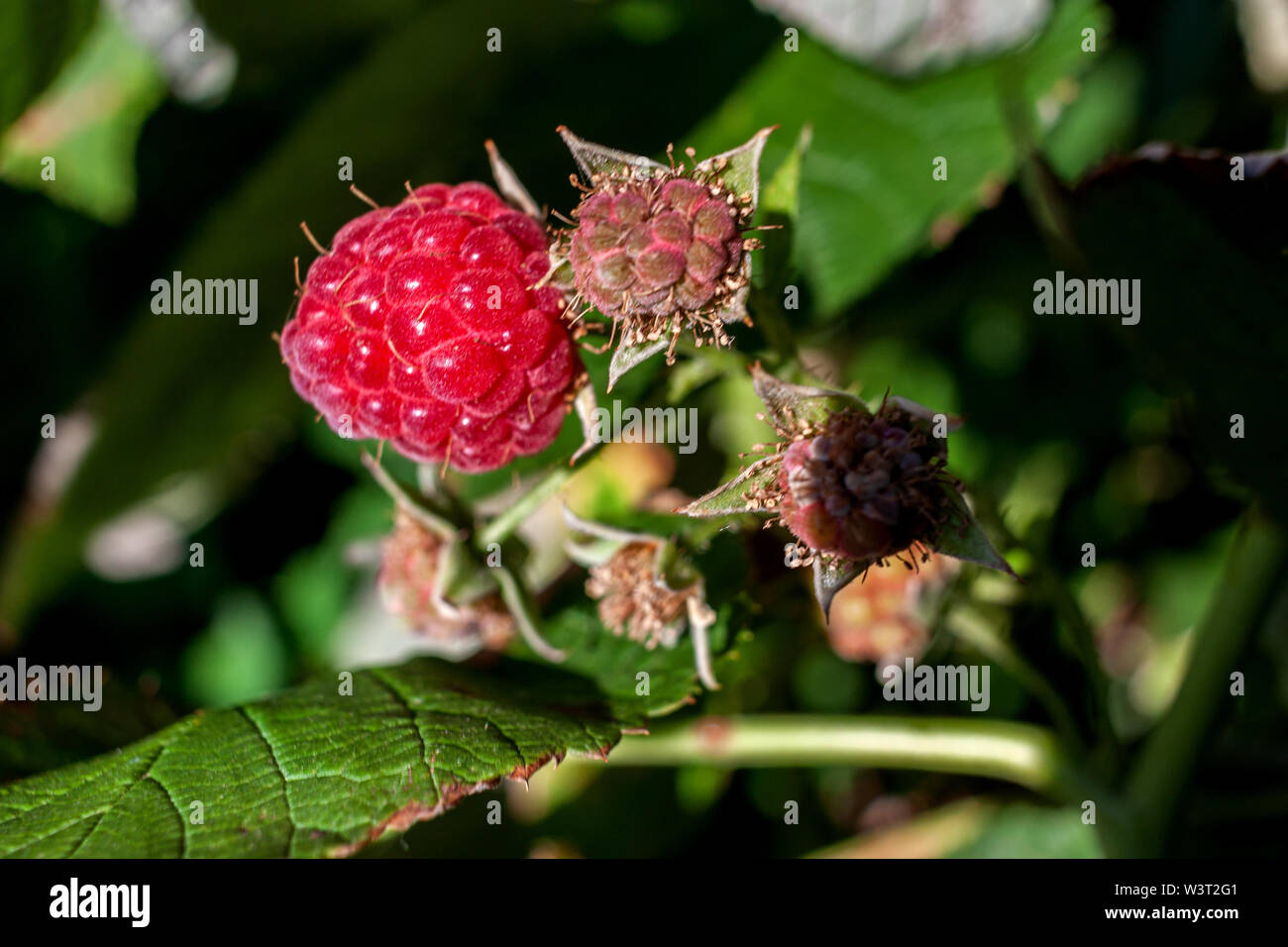 close-up of the ripe raspberry in the fruit garden Stock Photo - Alamy