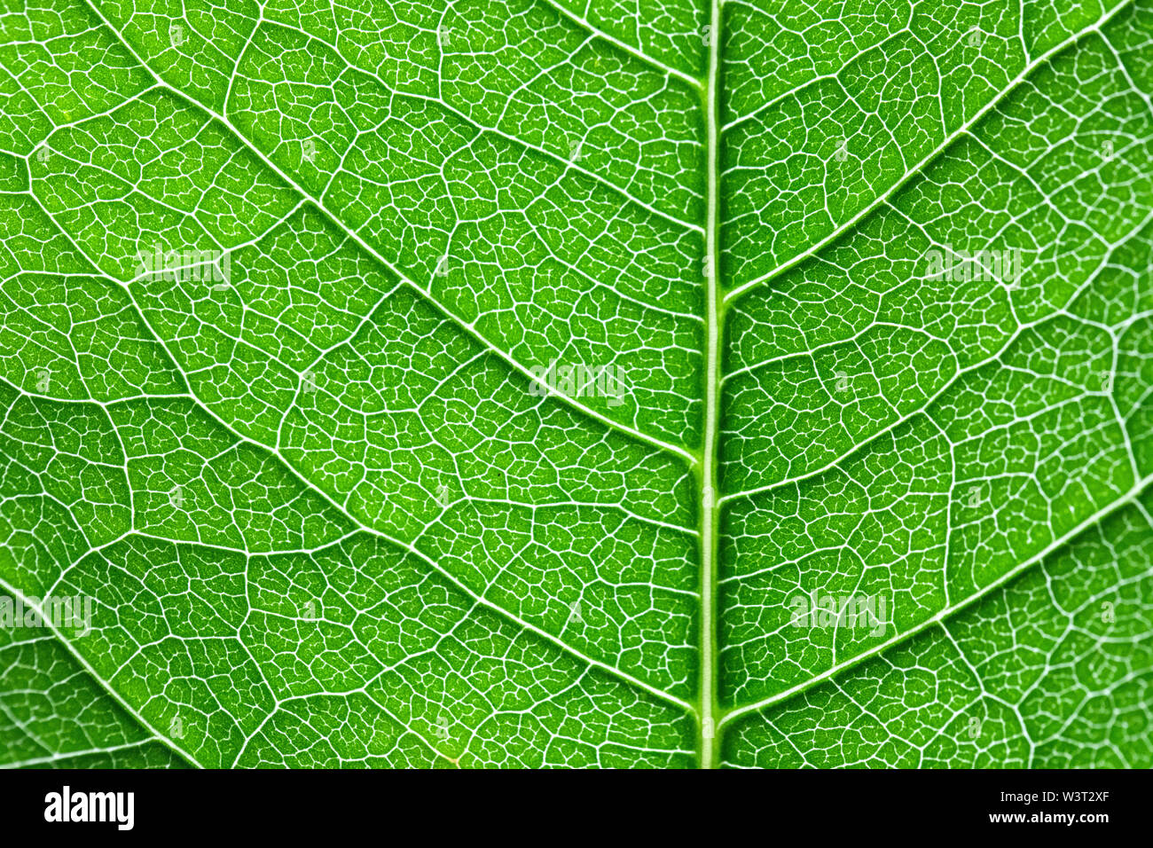 Leaf structure, pattern, green background Stock Photo