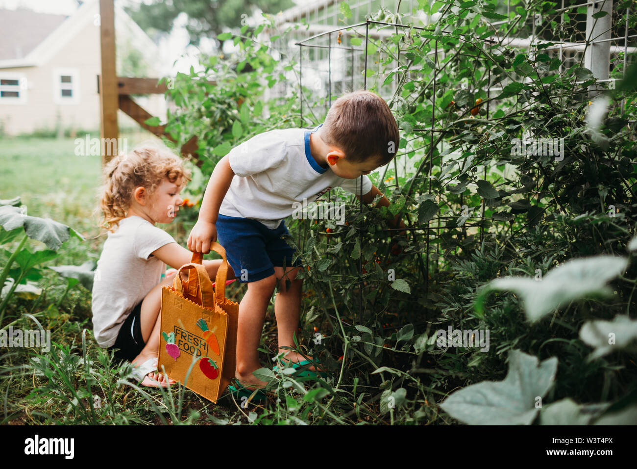 Young boy and girl picking tomatoes from home garden Stock Photo - Alamy