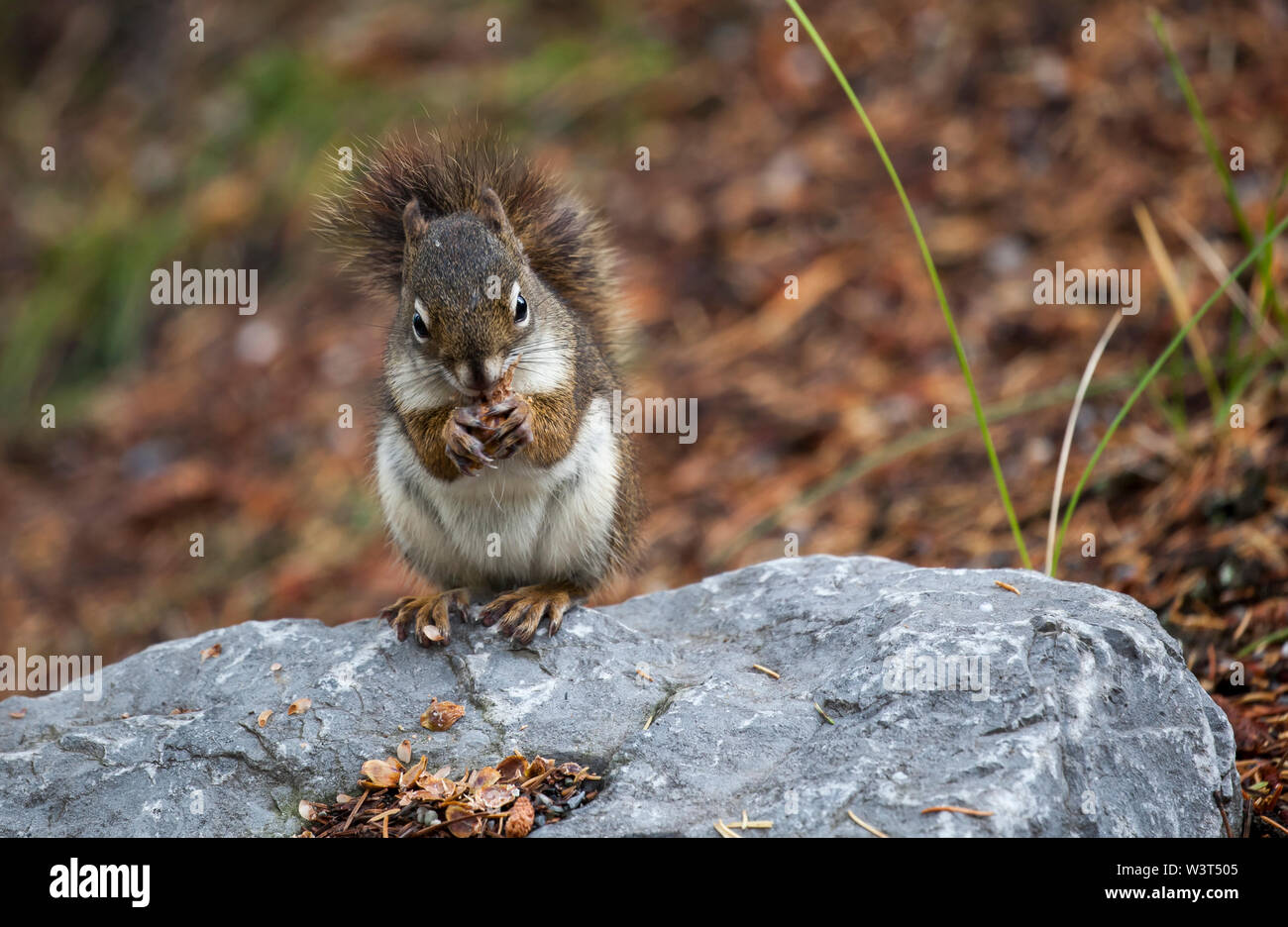 Squirrel eating pinenuts Stock Photo Alamy