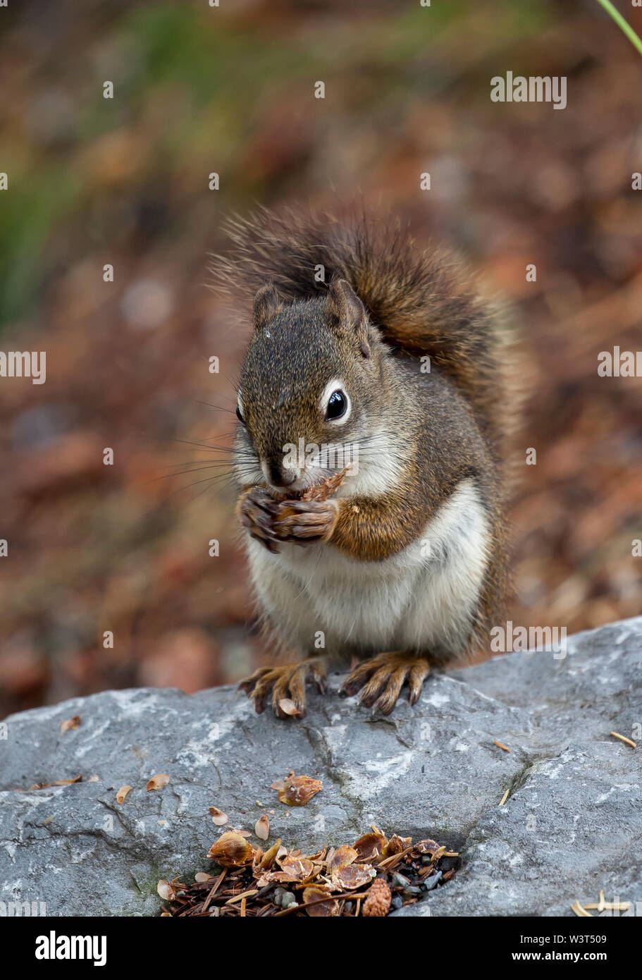 Squirrel eating pinenuts Stock Photo Alamy