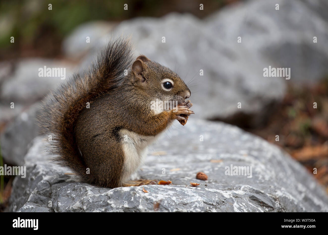 Squirrel eating pinenuts Stock Photo Alamy