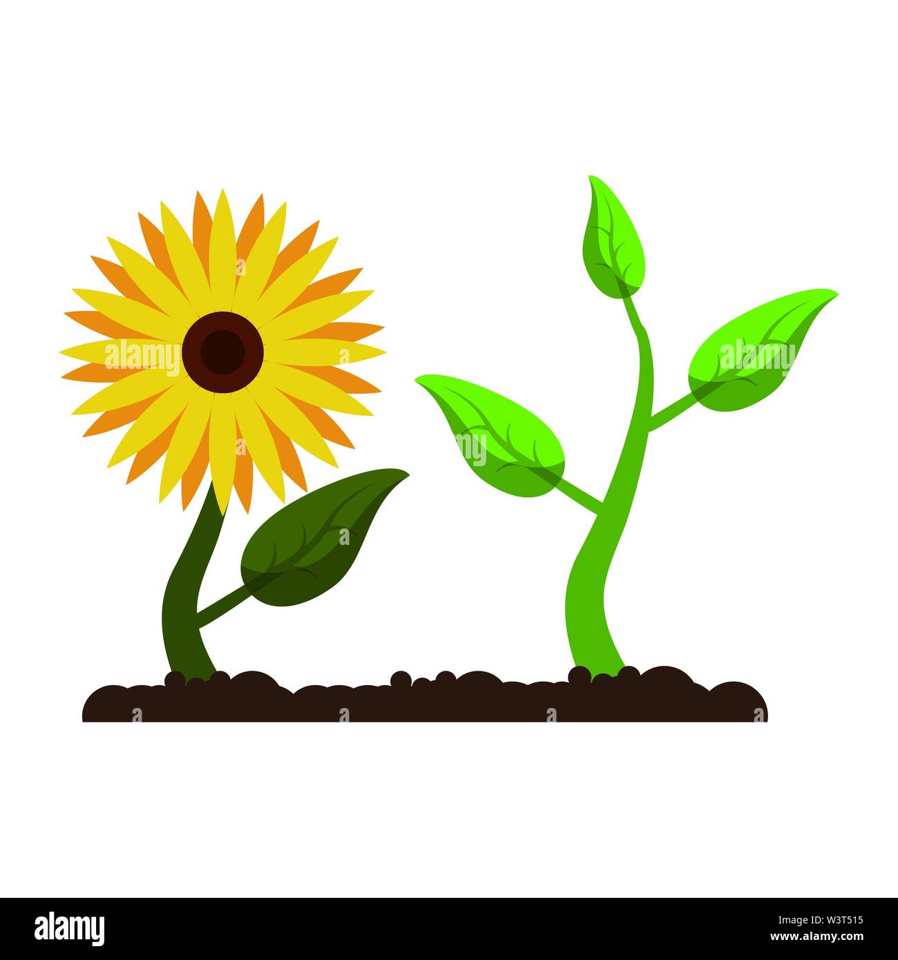 sunflower with plant growing cartoon Stock Vector Image & Art Alamy