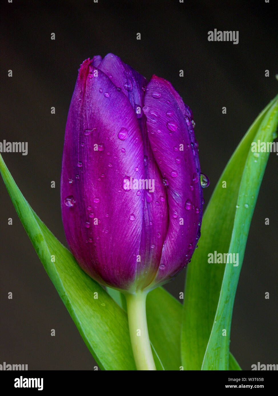 Exquisite tulip hi-res stock photography and images - Alamy
