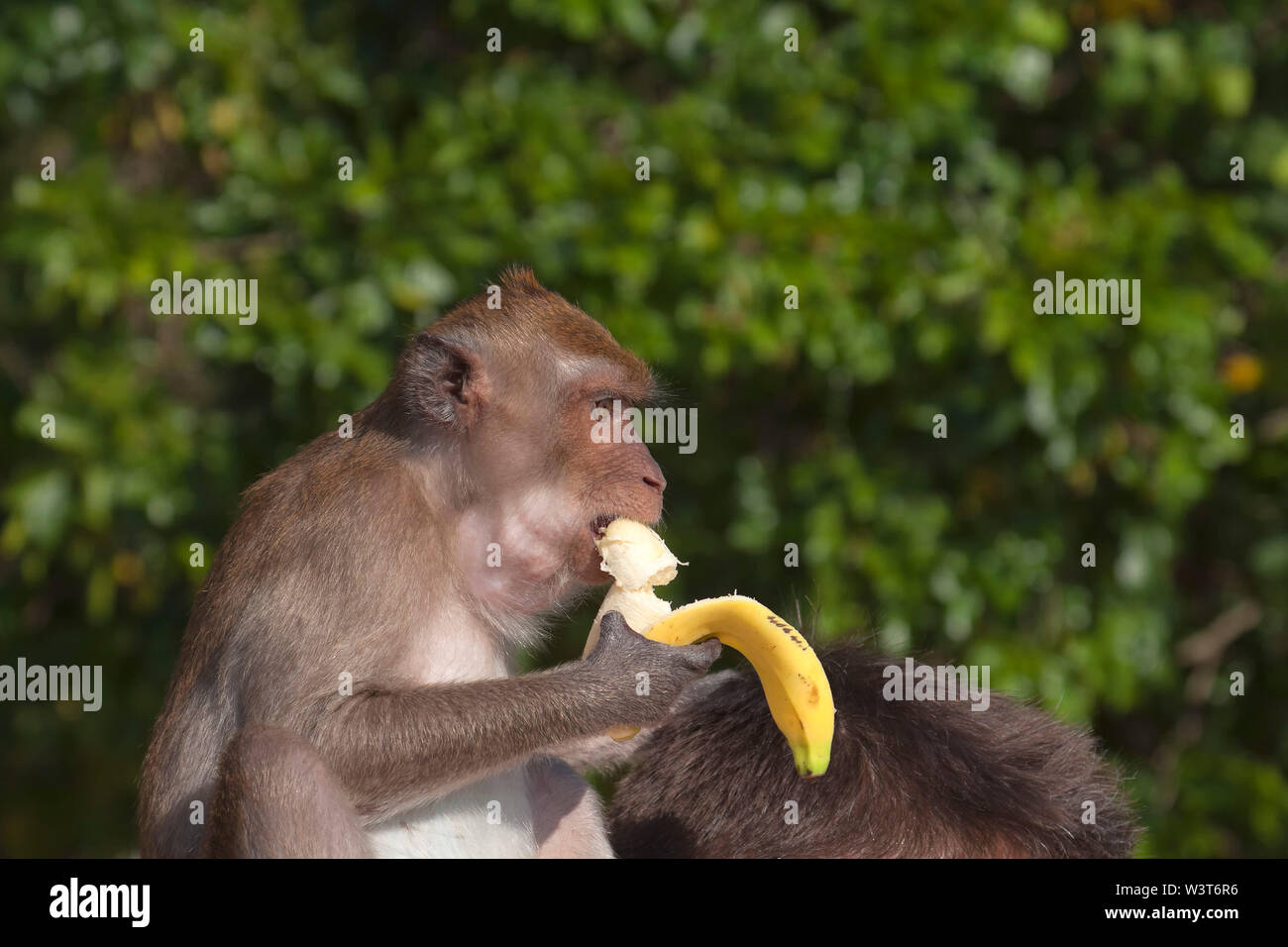 Crabeating macaque (Macaca fascicularis), also known as the long
