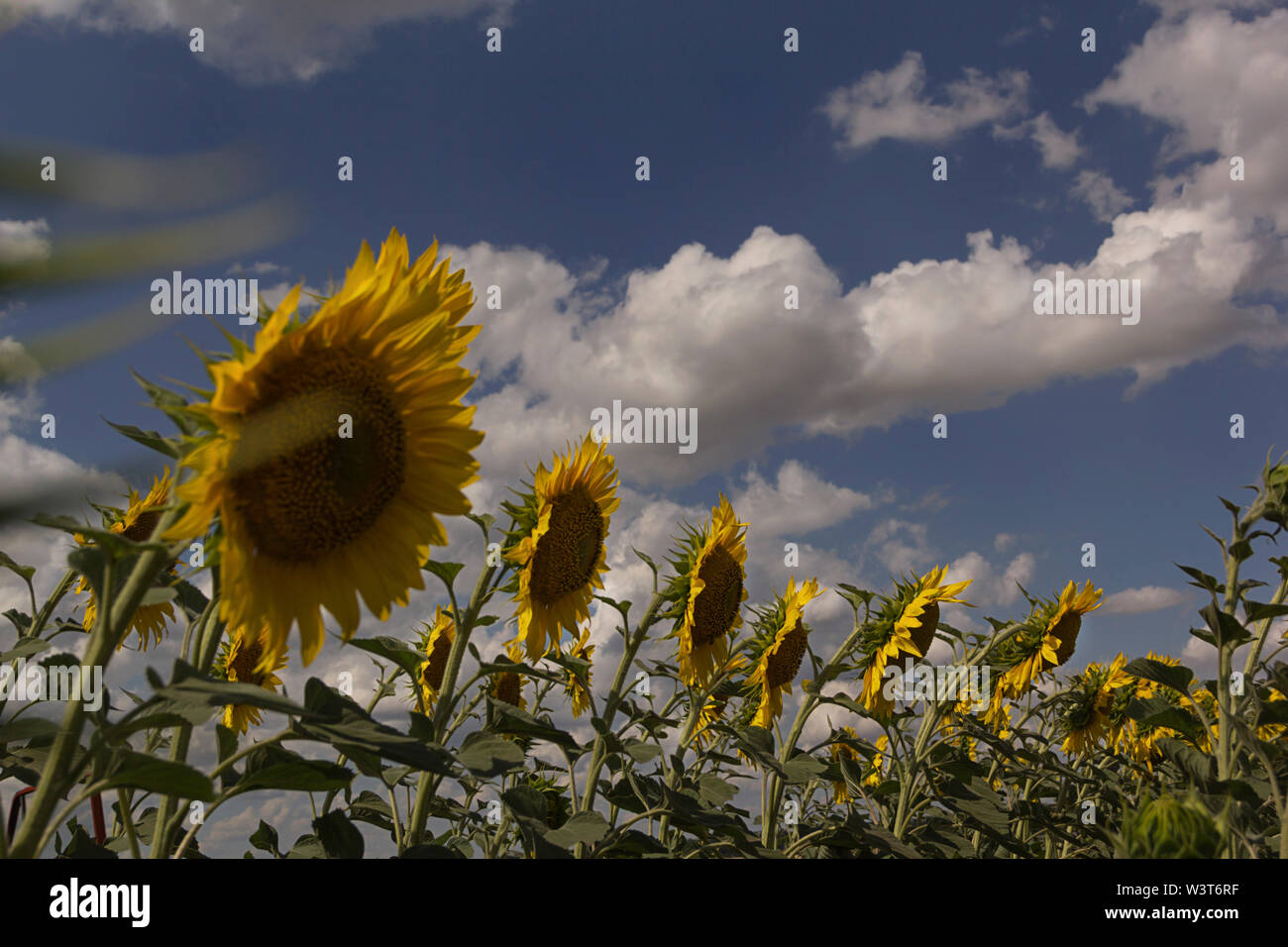 Sunflower field on a summer day against the sky with clouds Stock Photo ...