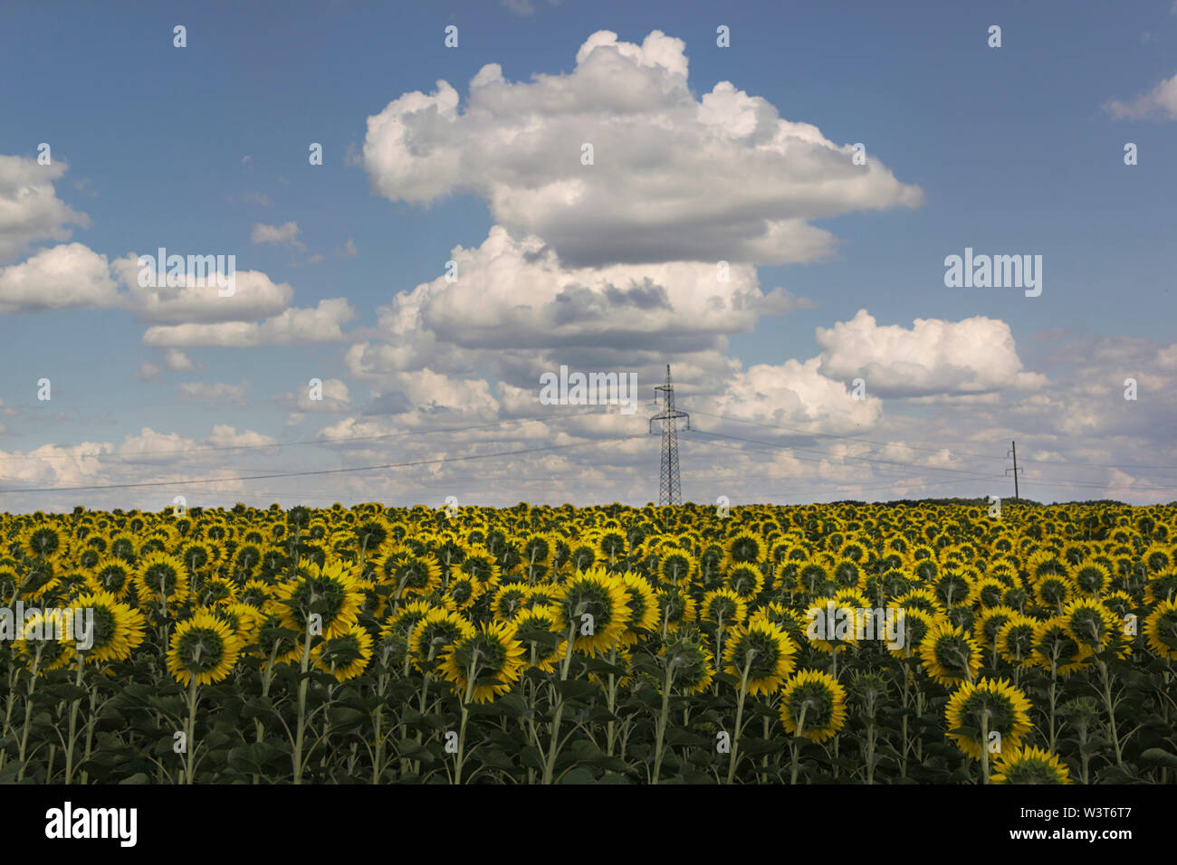 Sunflower field on a summer day against the sky with clouds Stock Photo ...