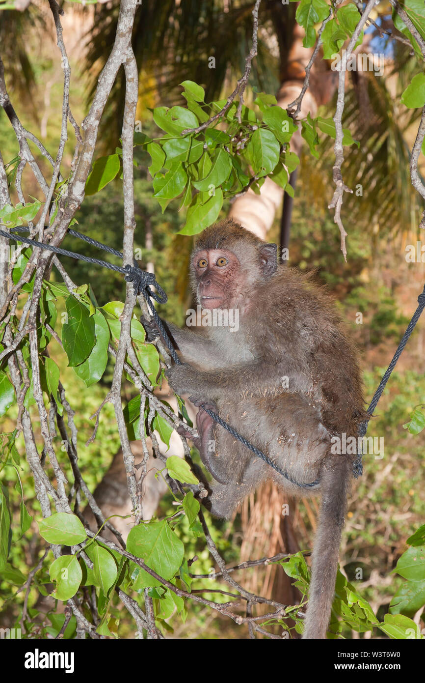 Crabeating macaque (Macaca fascicularis), also known as the long