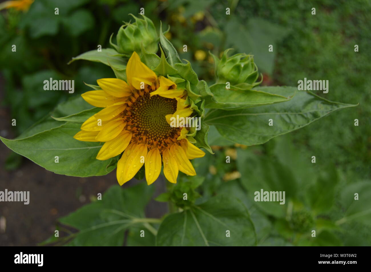 Yellow multi-head sunflower Stock Photo